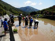 田植えの画像