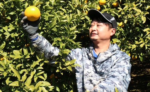 甘夏の出来具合を観察する画像